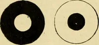 An illustration from A manual of physiology : with practical exercises / by G. N. Stewart ; with coloured plate and 467 other illustrations. (1914)