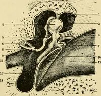 Picture 322 of 351 from A manual of physiology : with practical exercises / by G. N. Stewart ; with coloured plate and 467 other illustrations. (1914), leaf 1050