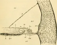 An illustration from A manual of physiology : with practical exercises / by G. N. Stewart ; with coloured plate and 467 other illustrations. (1914)