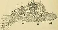 An illustration from A manual of physiology : with practical exercises / by G. N. Stewart ; with coloured plate and 467 other illustrations. (1914)