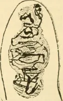 An illustration from A manual of physiology : with practical exercises / by G. N. Stewart ; with coloured plate and 467 other illustrations. (1914)