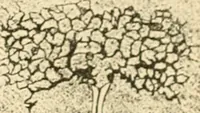 An illustration from A manual of physiology : with practical exercises / by G. N. Stewart ; with coloured plate and 467 other illustrations. (1914)