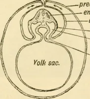 Picture 346 of 351 from A manual of physiology : with practical exercises / by G. N. Stewart ; with coloured plate and 467 other illustrations. (1914), leaf 1107