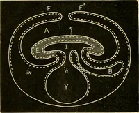 An illustration from A manual of physiology : with practical exercises / by G. N. Stewart ; with coloured plate and 467 other illustrations. (1914)