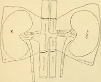An illustration from A manual of physiology : with practical exercises / by G. N. Stewart ; with coloured plate and 467 other illustrations. (1914)