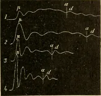 An illustration from A manual of physiology : with practical exercises / by G. N. Stewart ; with coloured plate and 467 other illustrations. (1914)