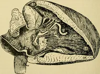 An illustration from A manual of physiology : with practical exercises / by G. N. Stewart ; with coloured plate and 467 other illustrations. (1914)