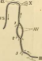 An illustration from A manual of physiology : with practical exercises / by G. N. Stewart ; with coloured plate and 467 other illustrations. (1914)