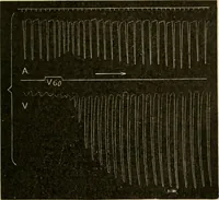 An illustration from A manual of physiology : with practical exercises / by G. N. Stewart ; with coloured plate and 467 other illustrations. (1914)