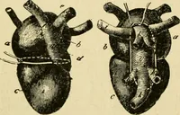 An illustration from A manual of physiology : with practical exercises / by G. N. Stewart ; with coloured plate and 467 other illustrations. (1914)