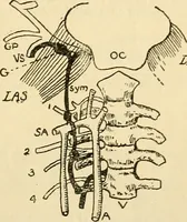 An illustration from A manual of physiology : with practical exercises / by G. N. Stewart ; with coloured plate and 467 other illustrations. (1914)