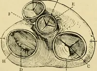 An illustration from A manual of physiology : with practical exercises / by G. N. Stewart ; with coloured plate and 467 other illustrations. (1914)
