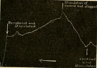Picture 78 of 351 from A manual of physiology : with practical exercises / by G. N. Stewart ; with coloured plate and 467 other illustrations. (1914), leaf 235