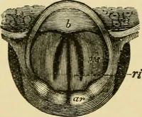 An illustration from A manual of physiology : with practical exercises / by G. N. Stewart ; with coloured plate and 467 other illustrations. (1914)