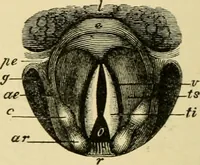An illustration from A manual of physiology : with practical exercises / by G. N. Stewart ; with coloured plate and 467 other illustrations. (1914)