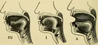An illustration from A manual of physiology : with practical exercises / by G. N. Stewart ; with coloured plate and 467 other illustrations. (1914)
