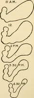An illustration from A manual of physiology : with practical exercises / by G. N. Stewart ; with coloured plate and 467 other illustrations. (1914)