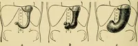 Picture 110 of 351 from A manual of physiology : with practical exercises / by G. N. Stewart ; with coloured plate and 467 other illustrations. (1914), leaf 346