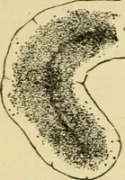 An illustration from A manual of physiology : with practical exercises / by G. N. Stewart ; with coloured plate and 467 other illustrations. (1914)