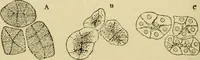An illustration from A manual of physiology : with practical exercises / by G. N. Stewart ; with coloured plate and 467 other illustrations. (1914)
