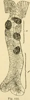 An illustration from A manual of physiology : with practical exercises / by G. N. Stewart ; with coloured plate and 467 other illustrations. (1914)