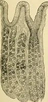 Picture 115 of 351 from A manual of physiology : with practical exercises / by G. N. Stewart ; with coloured plate and 467 other illustrations. (1914), leaf 397