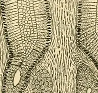 Picture 116 of 351 from A manual of physiology : with practical exercises / by G. N. Stewart ; with coloured plate and 467 other illustrations. (1914), leaf 397
