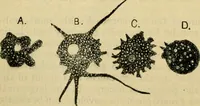 An illustration from A manual of physiology : with practical exercises / by G. N. Stewart ; with coloured plate and 467 other illustrations. (1914)