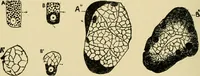 An illustration from A manual of physiology : with practical exercises / by G. N. Stewart ; with coloured plate and 467 other illustrations. (1914)