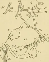 An illustration from A manual of physiology : with practical exercises / by G. N. Stewart ; with coloured plate and 467 other illustrations. (1914)