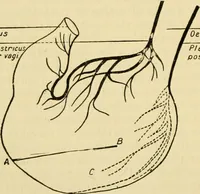 An illustration from A manual of physiology : with practical exercises / by G. N. Stewart ; with coloured plate and 467 other illustrations. (1914)