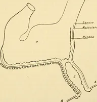 An illustration from A manual of physiology : with practical exercises / by G. N. Stewart ; with coloured plate and 467 other illustrations. (1914)