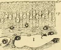 An illustration from A manual of physiology : with practical exercises / by G. N. Stewart ; with coloured plate and 467 other illustrations. (1914)