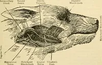 An illustration from A manual of physiology : with practical exercises / by G. N. Stewart ; with coloured plate and 467 other illustrations. (1914)