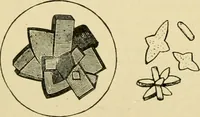 An illustration from A manual of physiology : with practical exercises / by G. N. Stewart ; with coloured plate and 467 other illustrations. (1914)
