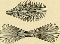 An illustration from A manual of physiology : with practical exercises / by G. N. Stewart ; with coloured plate and 467 other illustrations. (1914)