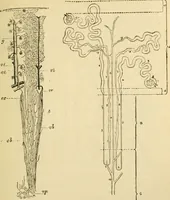 Picture 139 of 351 from A manual of physiology : with practical exercises / by G. N. Stewart ; with coloured plate and 467 other illustrations. (1914), leaf 509
