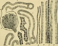 An illustration from A manual of physiology : with practical exercises / by G. N. Stewart ; with coloured plate and 467 other illustrations. (1914)