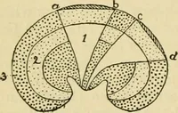 An illustration from A manual of physiology : with practical exercises / by G. N. Stewart ; with coloured plate and 467 other illustrations. (1914)