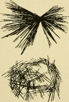 An illustration from A manual of physiology : with practical exercises / by G. N. Stewart ; with coloured plate and 467 other illustrations. (1914)