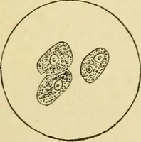 An illustration from A manual of physiology : with practical exercises / by G. N. Stewart ; with coloured plate and 467 other illustrations. (1914)
