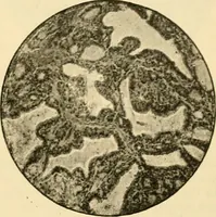 Picture 153 of 351 from A manual of physiology : with practical exercises / by G. N. Stewart ; with coloured plate and 467 other illustrations. (1914), leaf 659