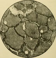 An illustration from A manual of physiology : with practical exercises / by G. N. Stewart ; with coloured plate and 467 other illustrations. (1914)