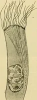 Picture 175 of 351 from A manual of physiology : with practical exercises / by G. N. Stewart ; with coloured plate and 467 other illustrations. (1914), leaf 732