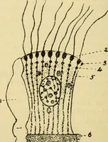 An illustration from A manual of physiology : with practical exercises / by G. N. Stewart ; with coloured plate and 467 other illustrations. (1914)