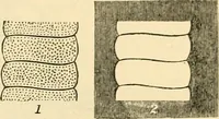An illustration from A manual of physiology : with practical exercises / by G. N. Stewart ; with coloured plate and 467 other illustrations. (1914)