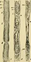 An illustration from A manual of physiology : with practical exercises / by G. N. Stewart ; with coloured plate and 467 other illustrations. (1914)