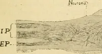Picture 205 of 351 from A manual of physiology : with practical exercises / by G. N. Stewart ; with coloured plate and 467 other illustrations. (1914), leaf 797