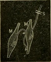 An illustration from A manual of physiology : with practical exercises / by G. N. Stewart ; with coloured plate and 467 other illustrations. (1914)
