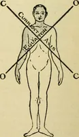 An illustration from A manual of physiology : with practical exercises / by G. N. Stewart ; with coloured plate and 467 other illustrations. (1914)